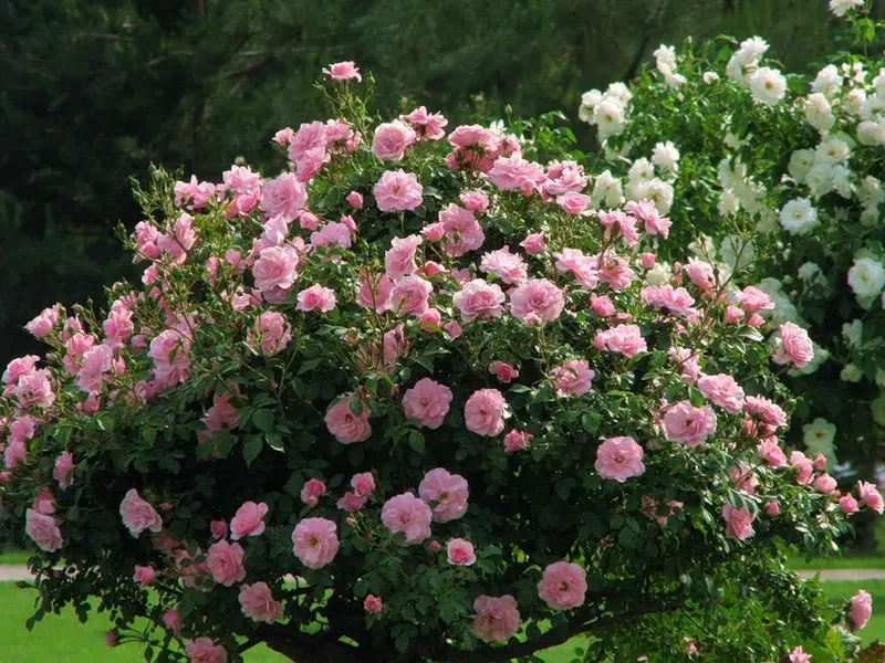 Park roses: features of cultivation and care