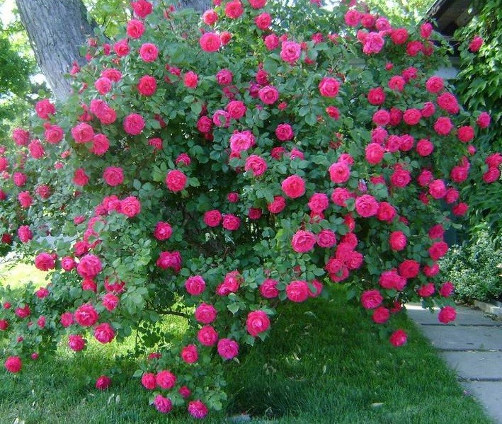 Park roses: features of cultivation and care