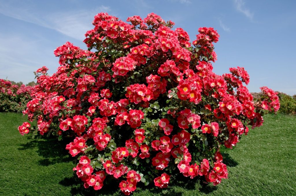 Park roses: features of cultivation and care