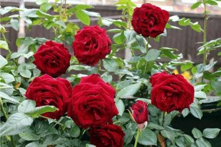 Park roses: pruning for the winter