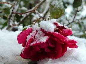 Park roses: pruning for the winter