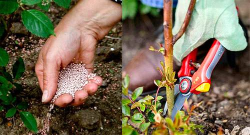 Park roses: pruning for the winter