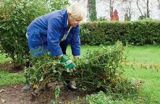 Park roses: pruning for the winter