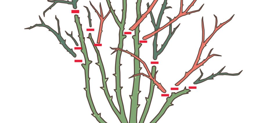 Park roses: pruning for the winter