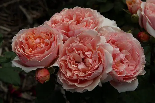 Park standard rose Guillot variety Paul Bocuse (Paul Bocuse)