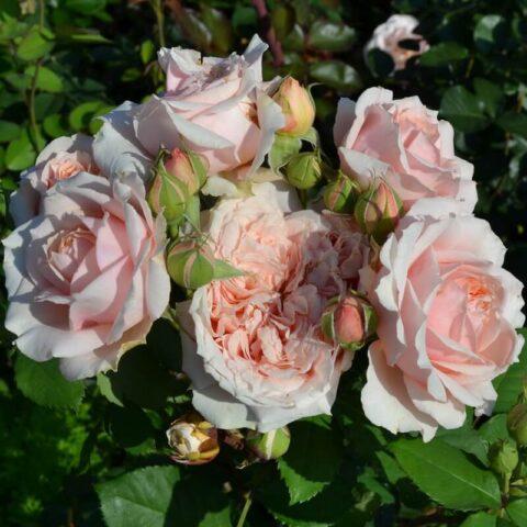 Park standard rose Guillot variety Paul Bocuse (Paul Bocuse)