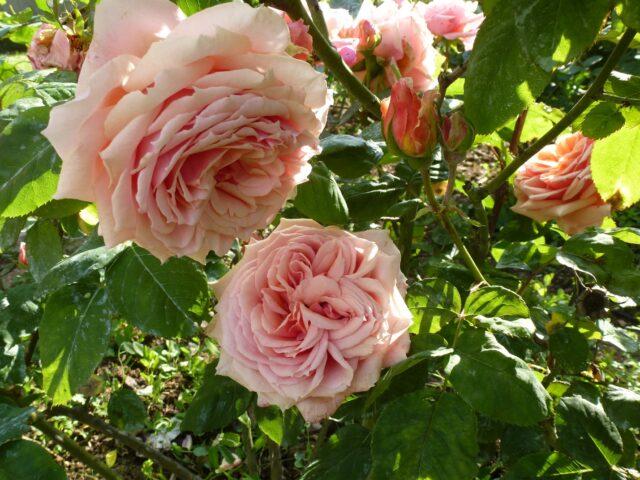 Park standard rose Guillot variety Paul Bocuse (Paul Bocuse)