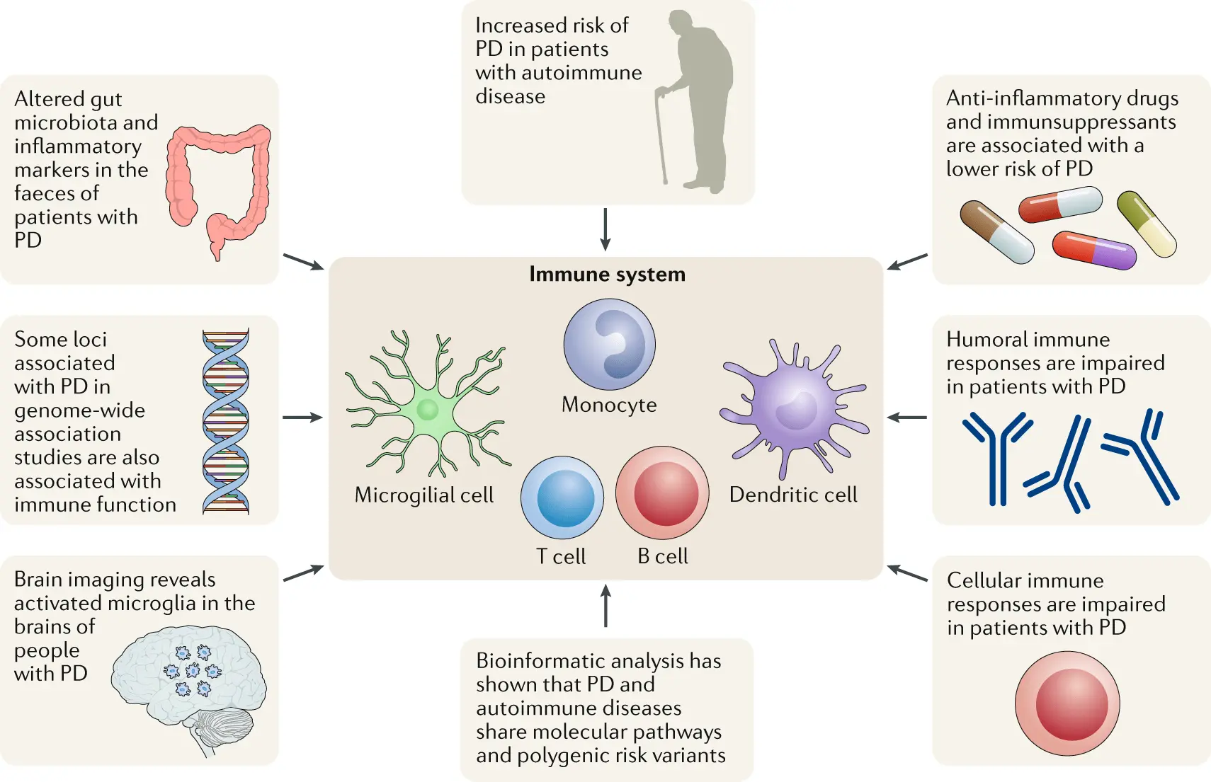 Parkinson&#8217;s disease has to do with immunity