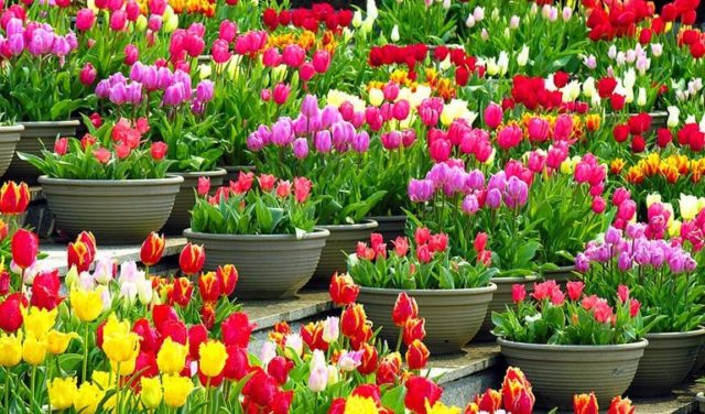 Parrot tulip: photo, description, best varieties