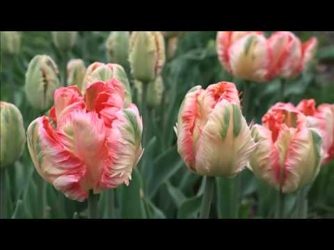 Parrot tulip: photo, description, best varieties