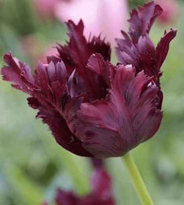 Parrot tulip: photo, description, best varieties