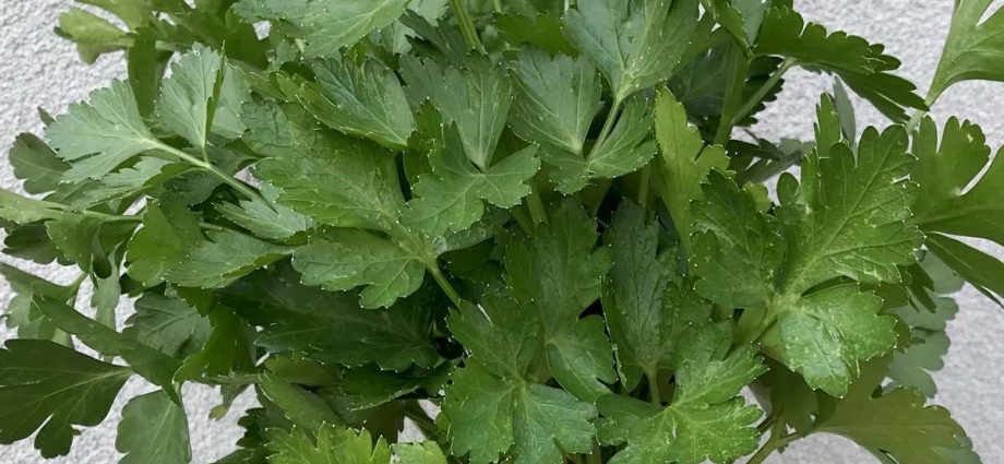 Parsley for the winter: how to prepare greens according to the best recipes and preserve flavor