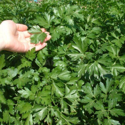 Parsley Italian giant: variety description, photo, reviews