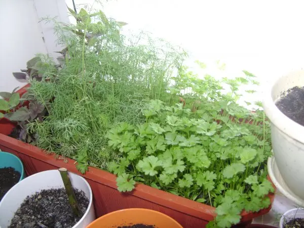 Parsley on the windowsill: growing from seeds