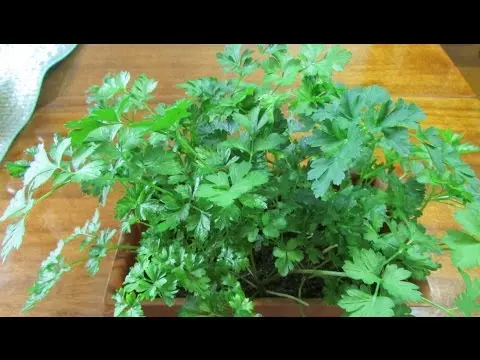 Parsley on the windowsill: growing from seeds