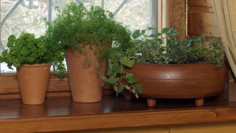 Parsley on the windowsill: growing from seeds