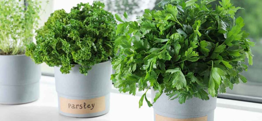 Parsley on the windowsill: growing from seeds