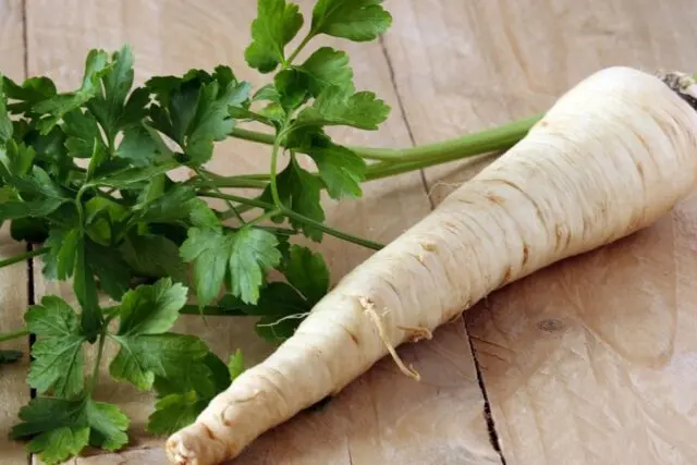 Parsley root: what is useful, how to use, what helps, what it looks like, photo