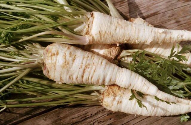 Parsley root: what is useful, how to use, what helps, what it looks like, photo