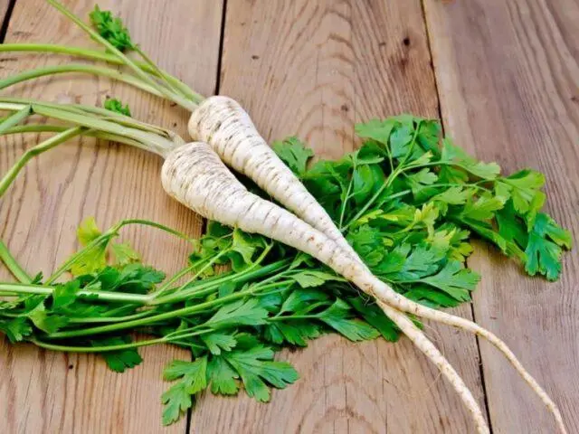 Parsley root: what is useful, how to use, what helps, what it looks like, photo