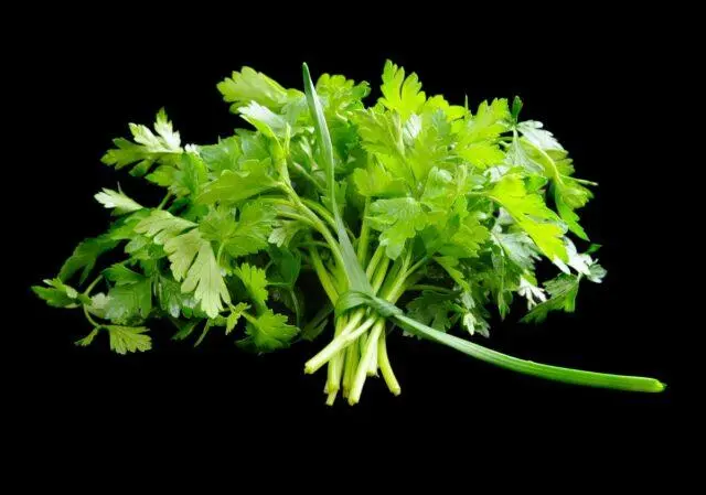 Parsley seedlings: growing at home, detailed instructions, photos