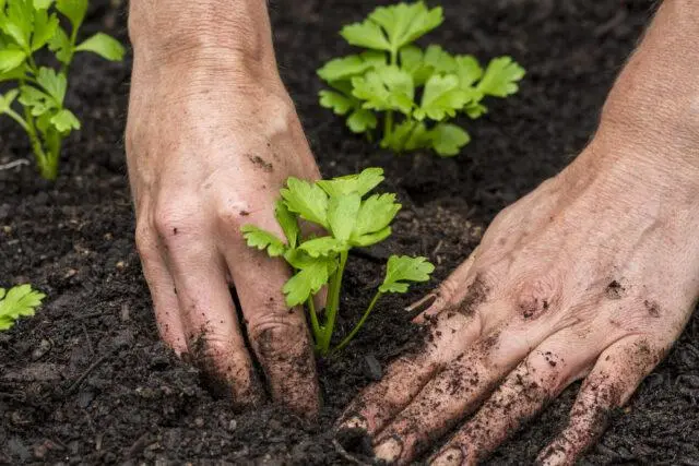 Parsley seedlings: growing at home, detailed instructions, photos