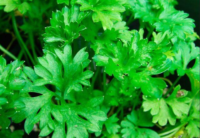 Parsley seedlings: growing at home, detailed instructions, photos