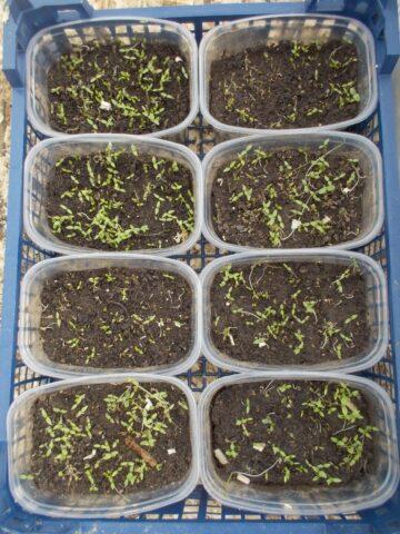 Parsley seedlings: growing at home, detailed instructions, photos