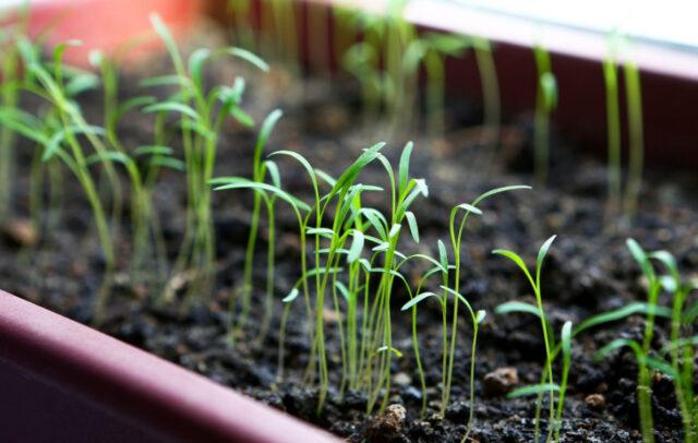 Parsley seedlings: growing at home, detailed instructions, photos