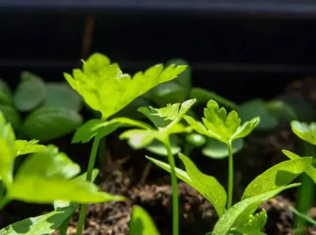 Parsley seedlings: growing at home, detailed instructions, photos