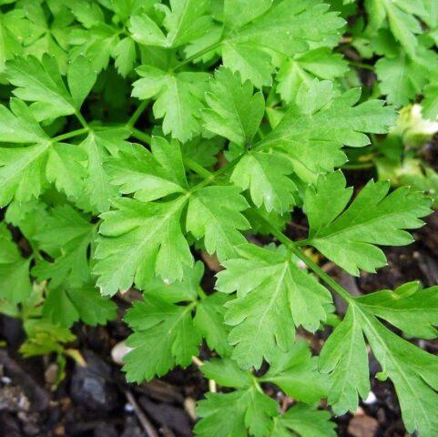 Parsley: vegetable or herb, perennial or annual crop, name, varieties