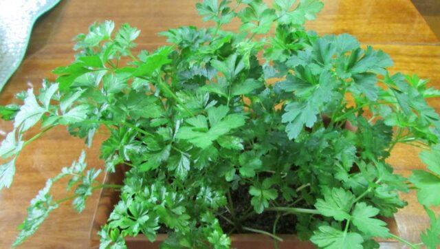 Parsley: vegetable or herb, perennial or annual crop, name, varieties