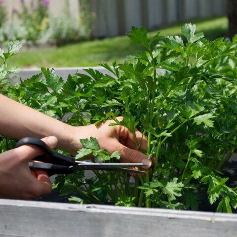 Parsley: vegetable or herb, perennial or annual crop, name, varieties