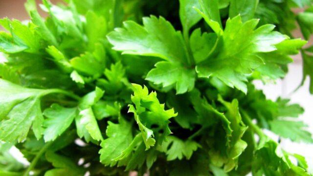 Parsley: vegetable or herb, perennial or annual crop, name, varieties