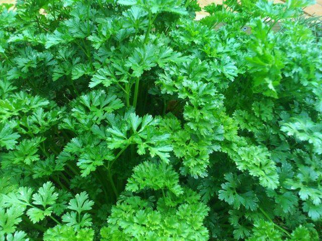 Parsley: vegetable or herb, perennial or annual crop, name, varieties