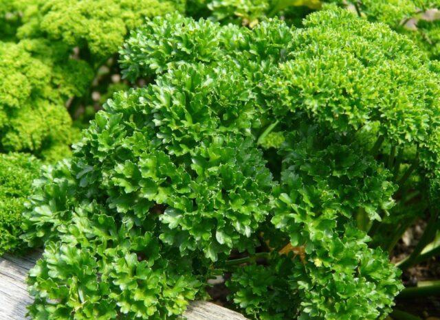 Parsley: vegetable or herb, perennial or annual crop, name, varieties