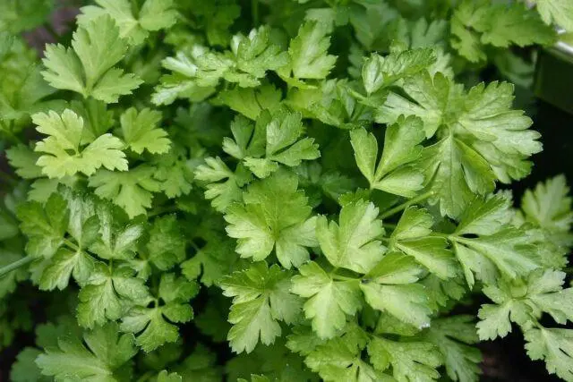 Parsley with salt for the winter in jars