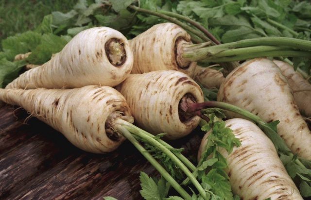 Parsnip (vegetable): useful properties and contraindications