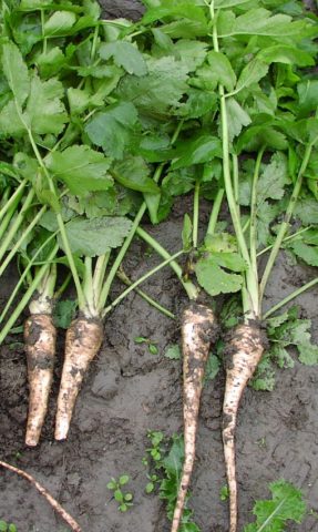 Parsnip (vegetable): useful properties and contraindications