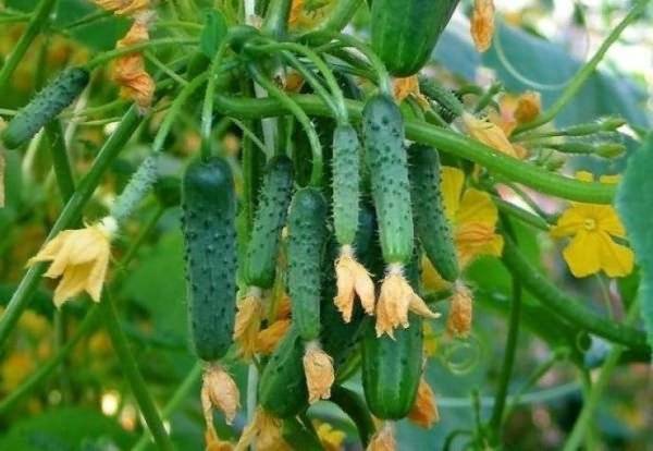 Parthenocarpic cucumbers: varieties and features