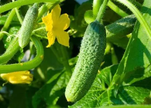 Parthenocarpic cucumbers: varieties and features