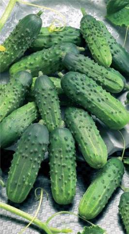 Parthenocarpic cucumbers: varieties and features