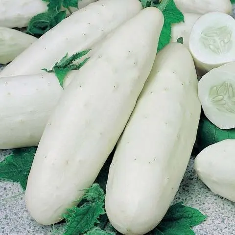 Parthenocarpic cucumbers: varieties and features