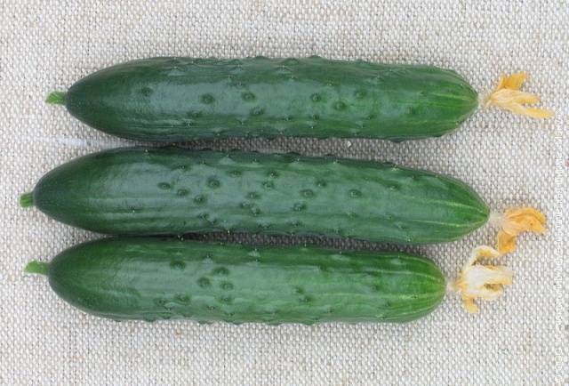 Parthenocarpic cucumbers: varieties and features