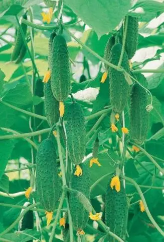 Parthenocarpic cucumbers: varieties and features