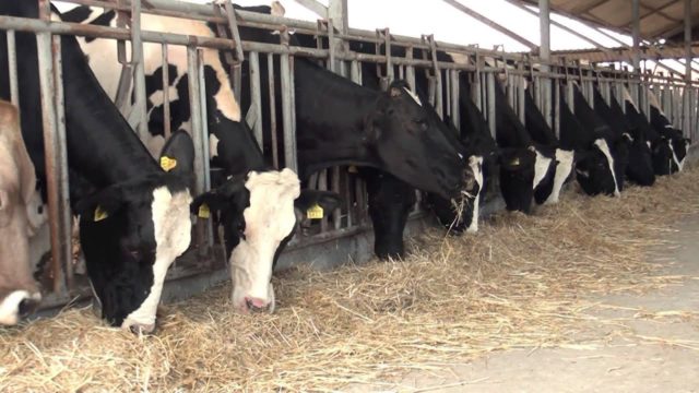 Pasteurellosis in cattle: vaccine against the disease, treatment and prevention