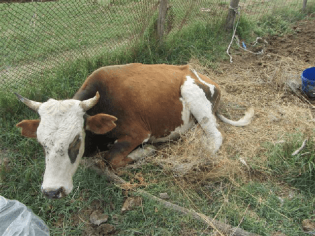 Pasteurellosis in cattle: vaccine against the disease, treatment and prevention