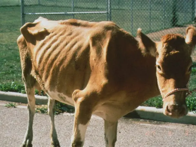 Pasteurellosis in cattle: vaccine against the disease, treatment and prevention