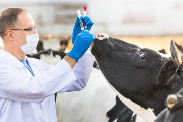 Pasteurellosis in cattle: vaccine against the disease, treatment and prevention