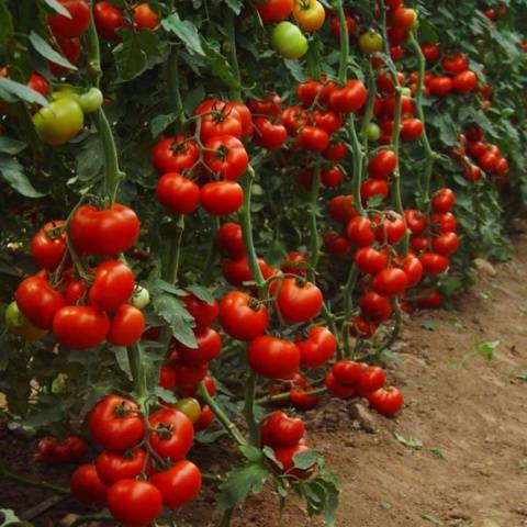 Pasynkovanie and the formation of a bush of tomatoes in the greenhouse: scheme